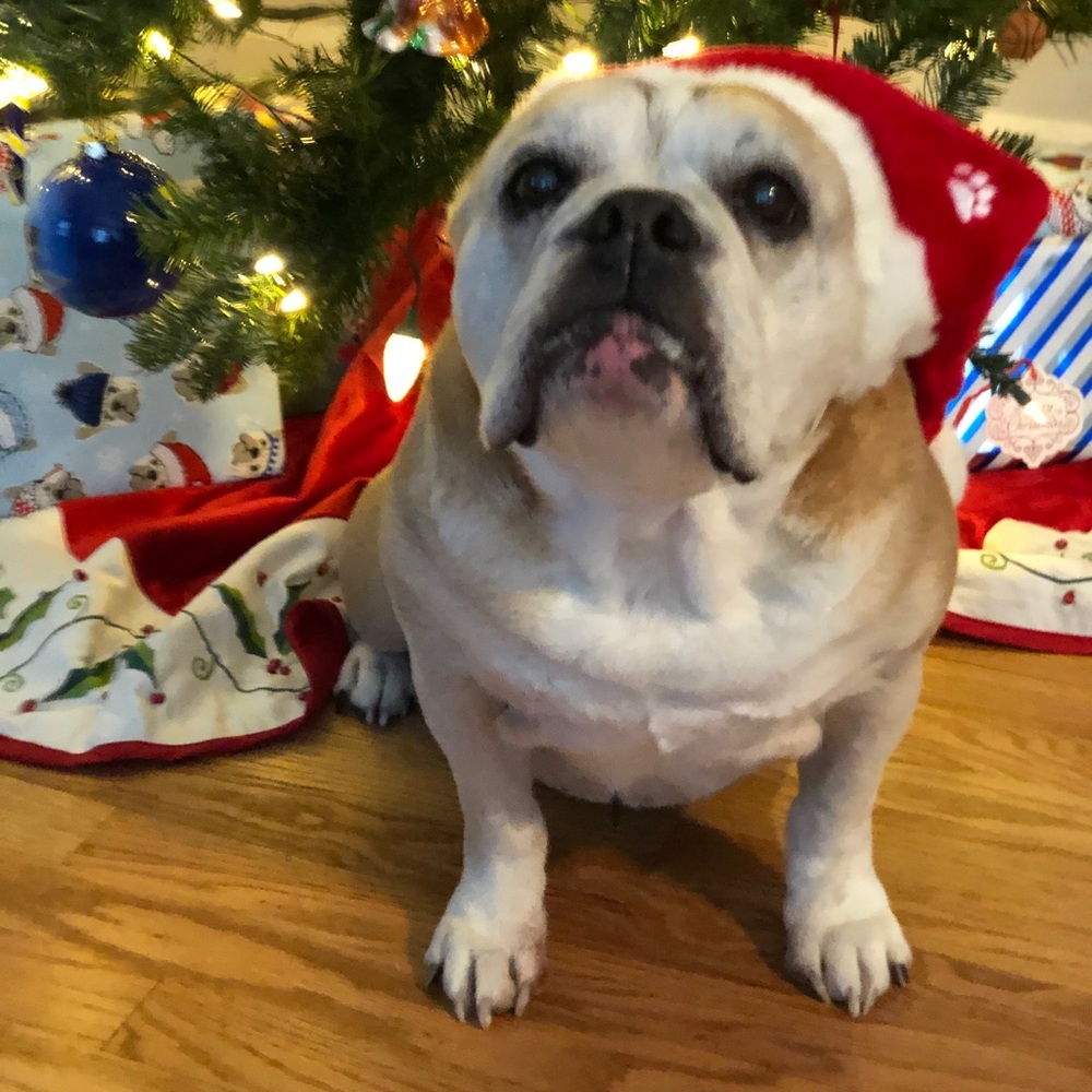 Meet your Posher, Holly